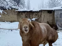 Ram, Sheep — photo 3