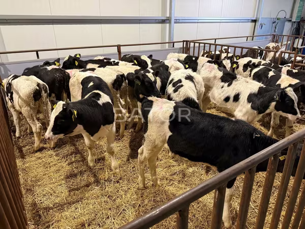 Byk, Simmental cattle — Polska
