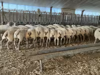 Baran, Charollais sheep — zdjęcie 4