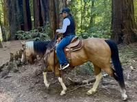 Mare, Quarter Horse — photo 5