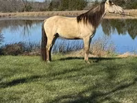 Koń, Rocky Mountain Horse — zdjęcie 7