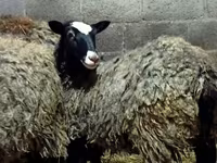 Owca, Romanov sheep — zdjęcie 3