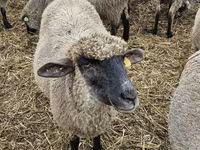 Owca, Blackheaded Persian sheep — zdjęcie 2