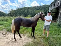 Kobyła, Rocky Mountain Horse — zdjęcie 6