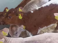Byk, Simmental cattle — zdjęcie 5
