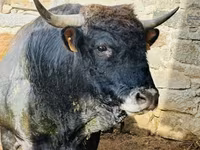Krowa, Aubrac cattle — zdjęcie 2