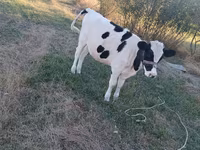 母牛, Holstein breed — 照片 2