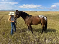 Horse (M), Horses of Sable Island — photo 5