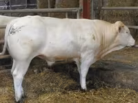 Byk, Blonde d’Aquitane cattle — zdjęcie 5