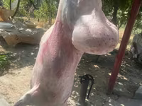 Carnero, Rhon sheep — foto 4