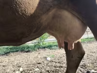 Cow, Alatau breed — photo 1