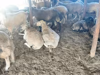 भेड़, भेड़ — फ़ोटो 5