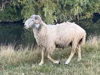 公羊, Karakul sheep — 照片 4