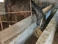 Kobyła, Friesian sport horse — zdjęcie 2