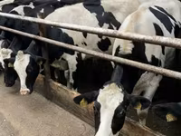 Cow, Holstein breed — photo 7