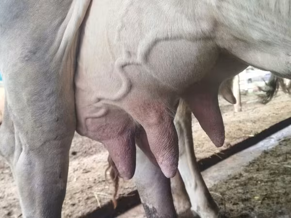 Krowa, Swiss cattle
