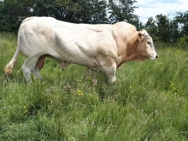 Byk, Blonde d’Aquitane cattle