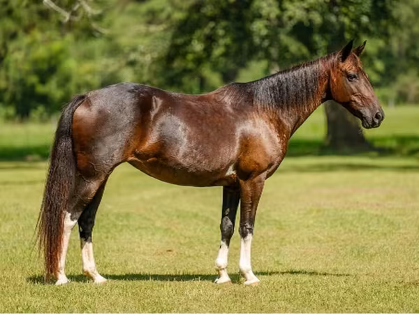 Mare, American paint horse