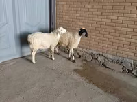 Kozioł, Kozy — zdjęcie 4