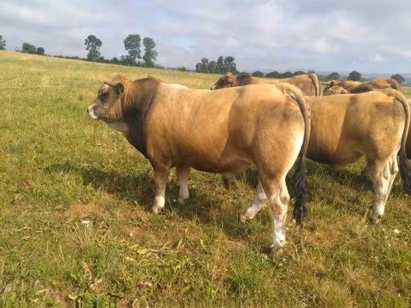 Toro, Aubrac cattle