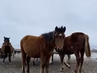 Koń, Arabian horse — zdjęcie 7