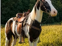Koń, Appaloosa — zdjęcie 8