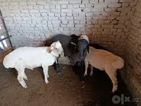Carnero, Ovejas — foto 5