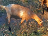 Cabra, Cabras — foto 2