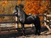 Hengst, Friesian — Foto 4