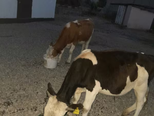 Bull, Swiss cattle