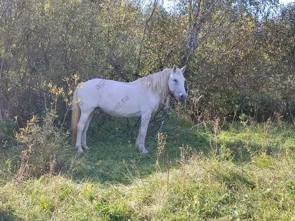 Mare, Trakehner