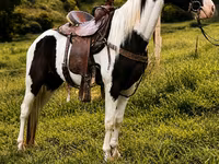 Koń, Appaloosa — zdjęcie 5