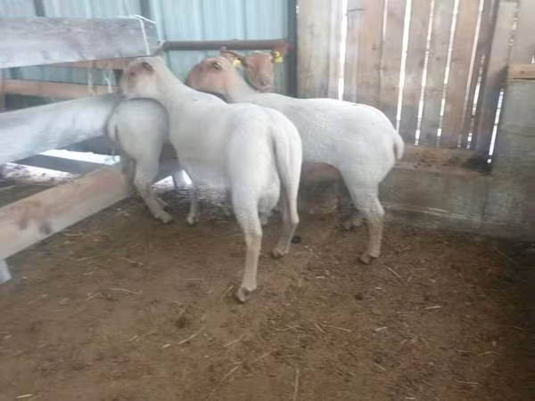 Owca, Baerchuke sheep