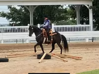 Kobyła, Rocky Mountain Horse — zdjęcie 7