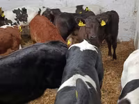 Byk, Bydło — zdjęcie 6
