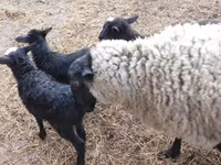 Baran, Kuibyshev sheep — zdjęcie 6