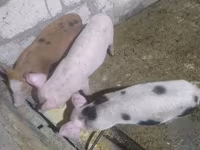 Eber, Schweine — Foto 4