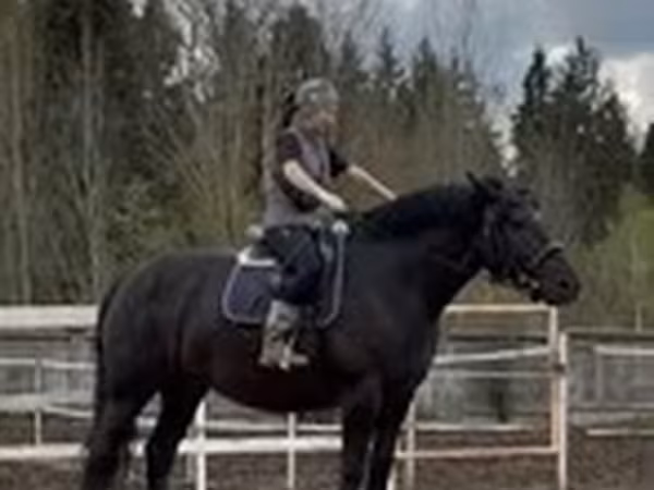 Kobyła, Percheron