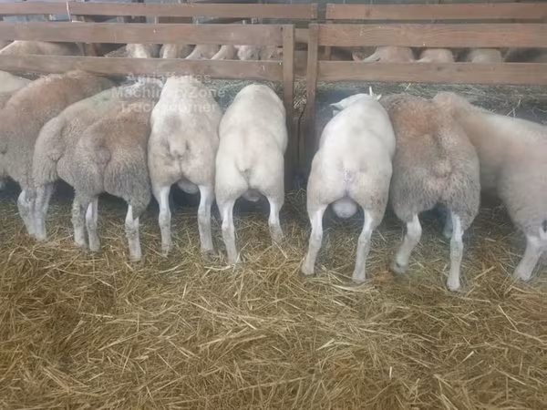 Owca, Baerchuke sheep