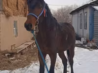 Koń, Arabian horse — zdjęcie 2