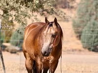 Horse (M), Quarter Horse — photo 4