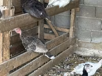 Turkeys — 照片 7