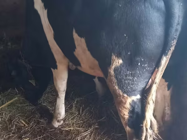 Bull, Holstein breed