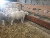 Owca, Baerchuke sheep — zdjęcie 2