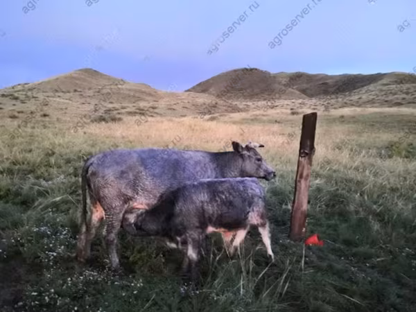 Krowa, Simmental cattle