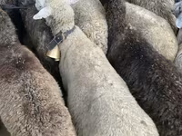 Sheep, Sheep — photo 4