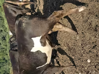 ثور, الماشية — الصورة 8