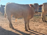 Byk, Charolais cattle — zdjęcie 5