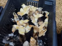 Chickens — Foto 2