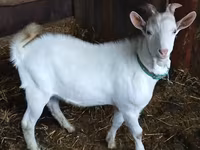 बकरा, Saanen goat — फ़ोटो 1